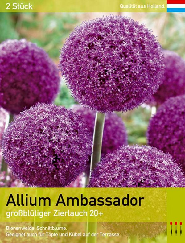 Allium Ambassador