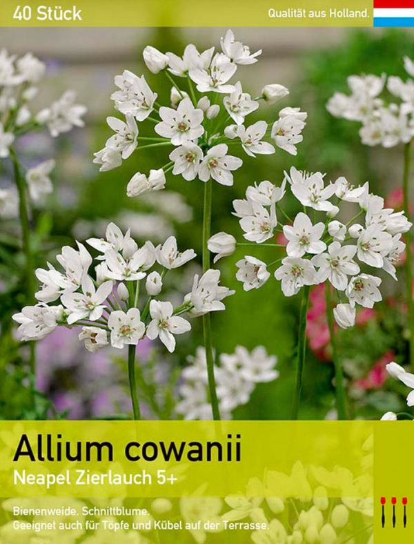 Allium cowanii