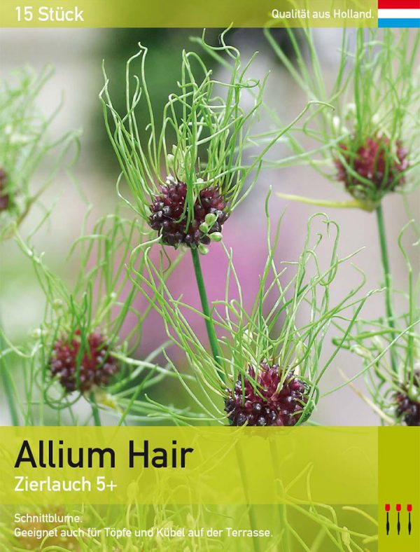 Allium Hair