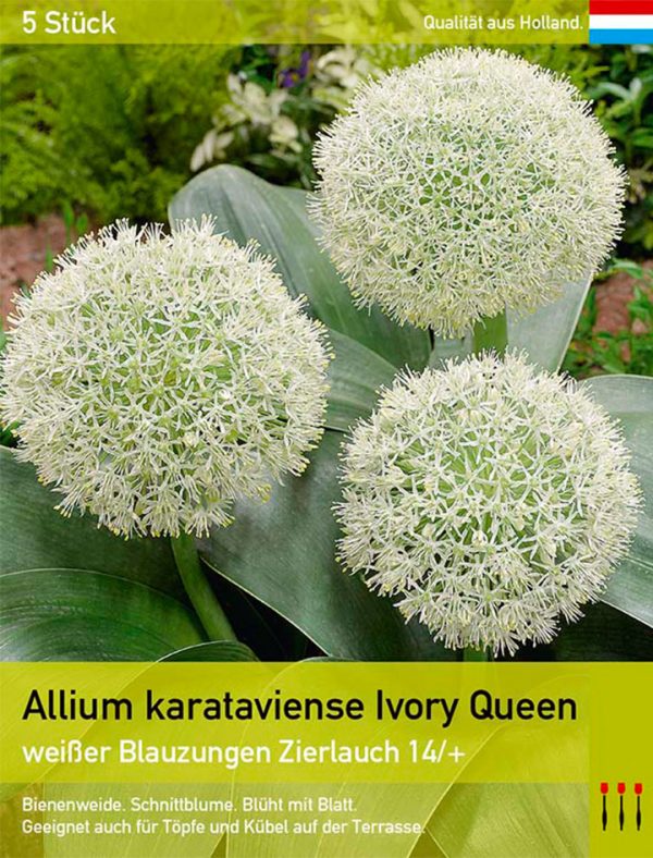 Allium karataviense Ivory Queen