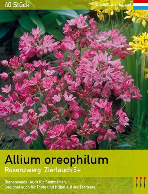 Allium oreophilum
