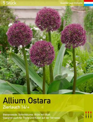 Allium Ostara