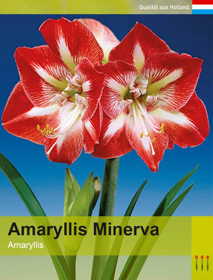 Amaryllis Minerva Lemo Gartendesign