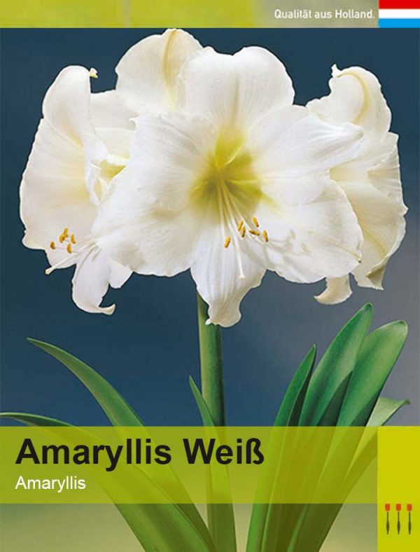 Lemo Gartendesign | Amaryllis weiß