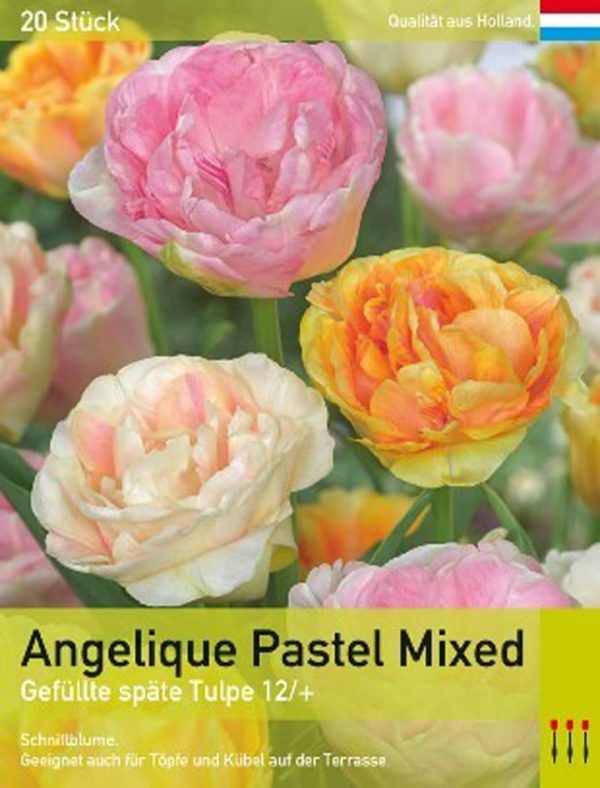 Angelique Pastel Mix