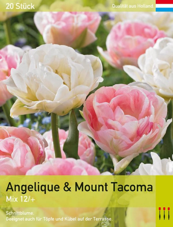 Angelique & Mount Tacoma