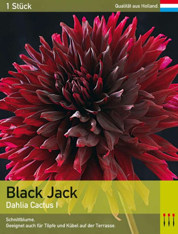 Großblütige Kaktusdahlie 'Black Jack'