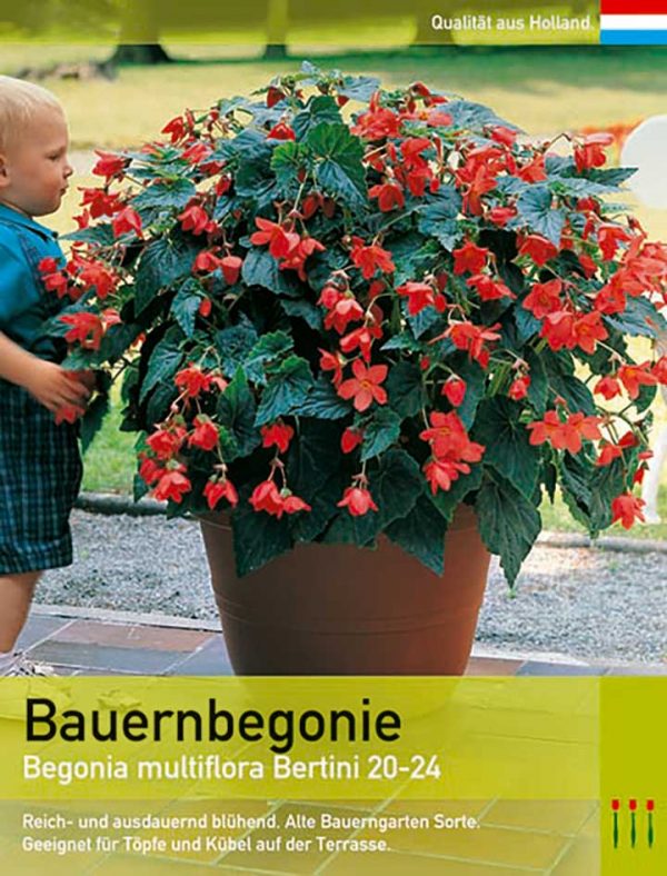 lemo_bauernbegonie_begonia_multiflora_bertini_L0V-900218-W-CLGR-B820