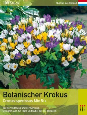 Botanischer Krokus Mix