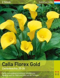 Calla 'Florex Gold'