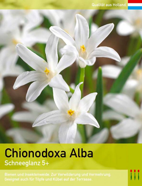 Chionodoxa Alba