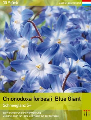 Chionodoxa forbesii Blue Giant