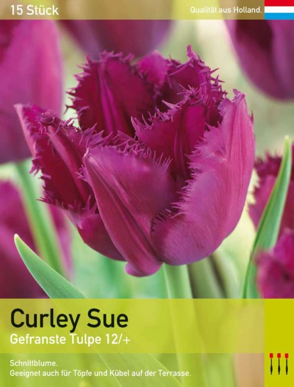 Curley Sue