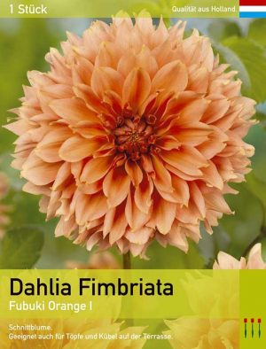 Dahlie'Fubuki Orange'