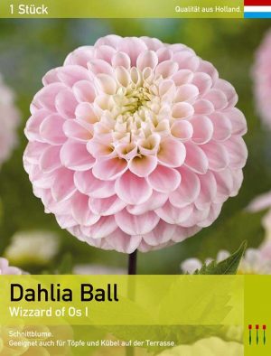 Schmuck Dahlie großblumig Lady Darlene Knolle Blumenzwiebeln 1