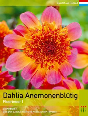 Dahlia Anemonenblütige `Floorinoor`