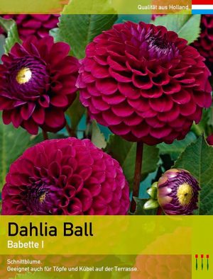 Dahlia Ball `Babette`