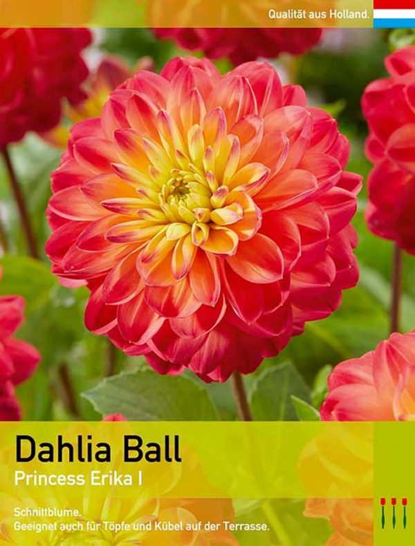 Dahlia Ball `Princess Erika`