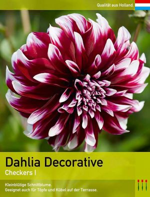 Dahlia Decorative `Checkers`