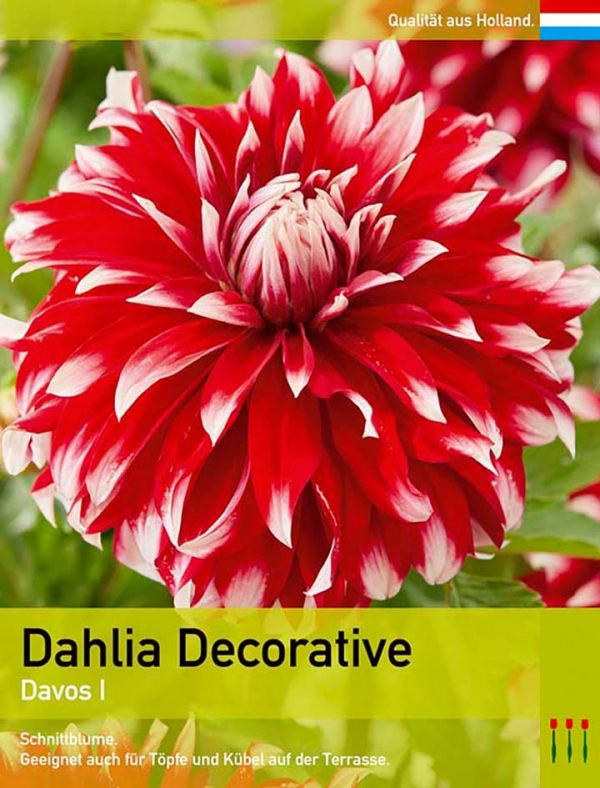 Dahlia Decorative `Davos`