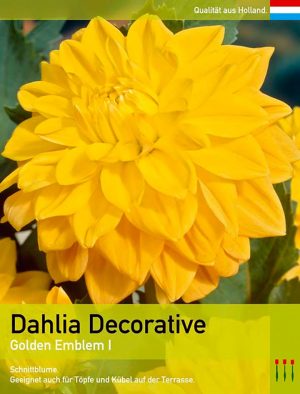 Dahlia Decorative `Golden Emblem`