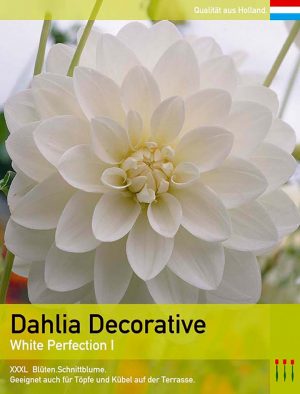 Dahlia Decorative `White Perfection`