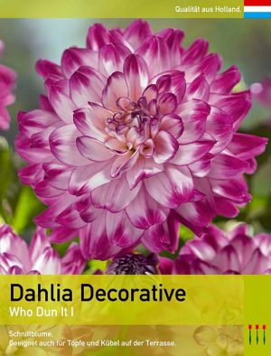 Dahlia Decorative `Who dun it`