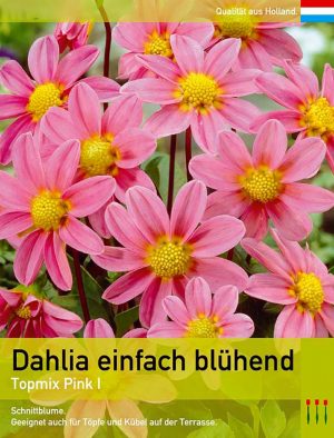 Dahlia Topmix Pink