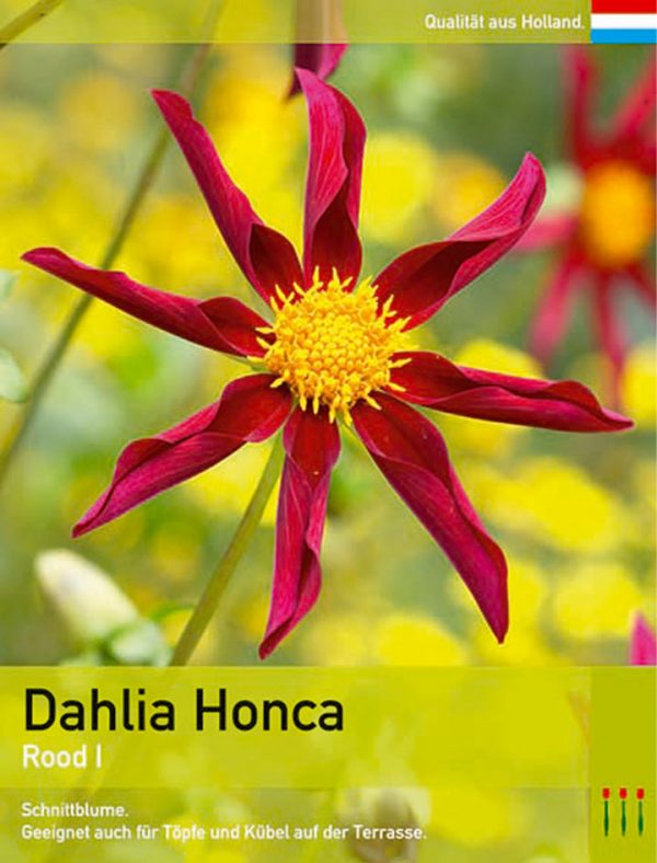 lemo_dahlia-honca_rood-1