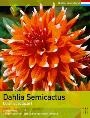 Dahlia semicactus `Color spectacle`