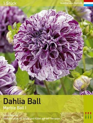 Dahlie 'Marble Ball'
