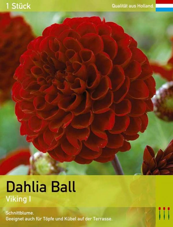 Dahlia Ball 'Viking'