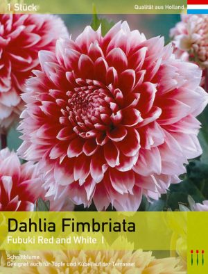Dahlia `Red and White`