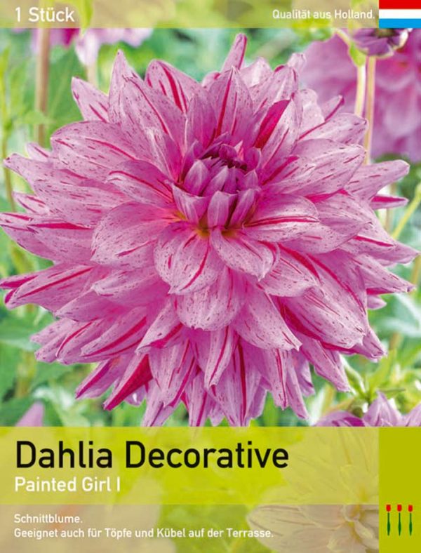 Dahlia decorative 'Painted Girl'