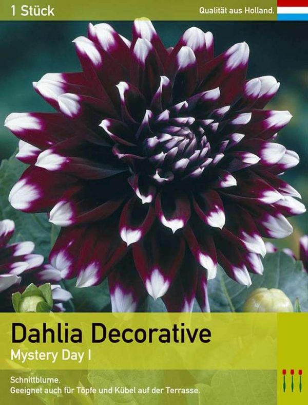 Dahlia decorative 'Mystery Day'