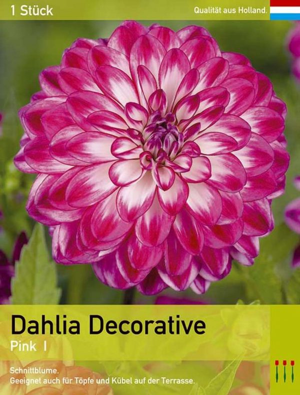 Großblütige Dahlie 'Pink '