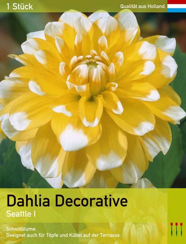 Dahlia decorative 'Seattle'