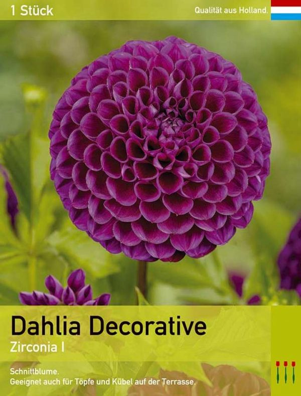 Großblütige Dahlie 'Zirconia'
