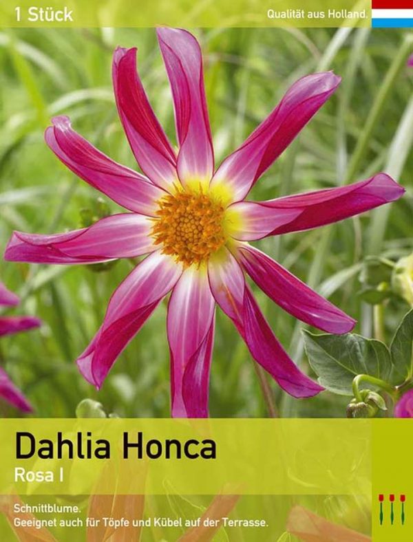 Dahlia Honka Pink