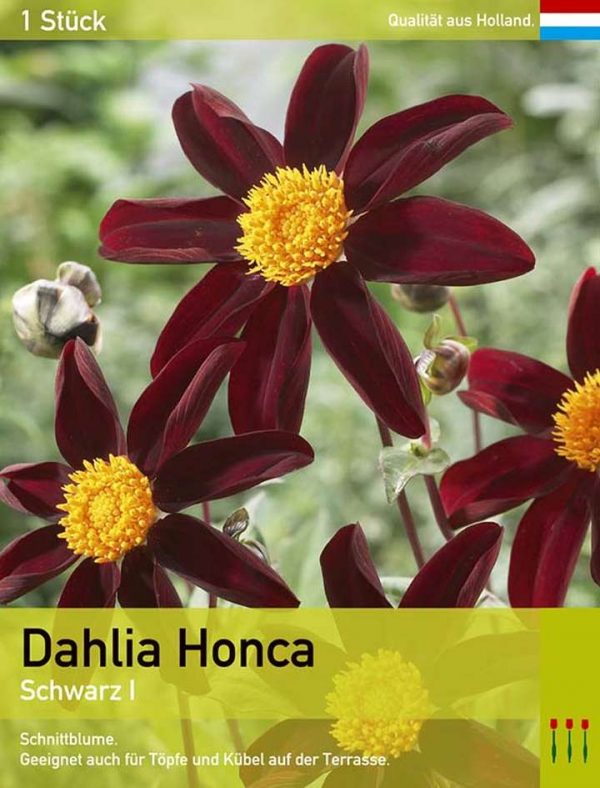 Dahlia Honka schwarz