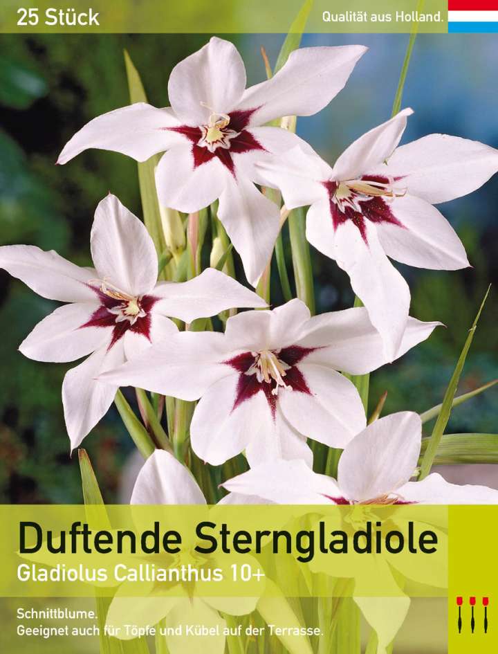 Gladiolen Großblumig Gemischt Blumenzwiebeln Gladiolus Garten Pflanze 2X Se H9Q2 