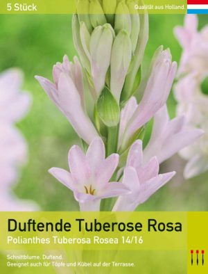 Duftende Tuberose 'Rosea'
