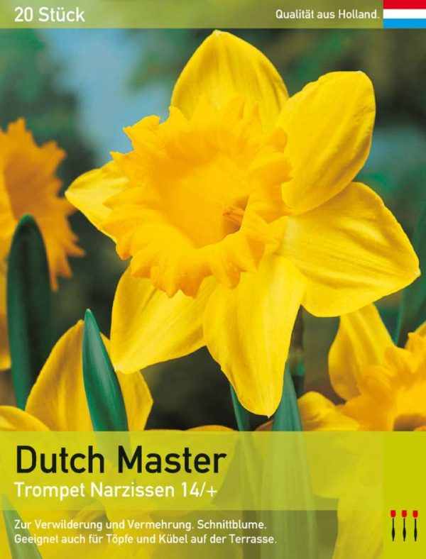 Dutch Master