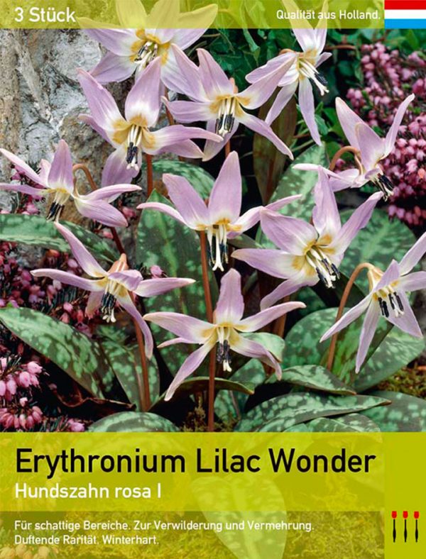 Erythronium Lilac Wonder