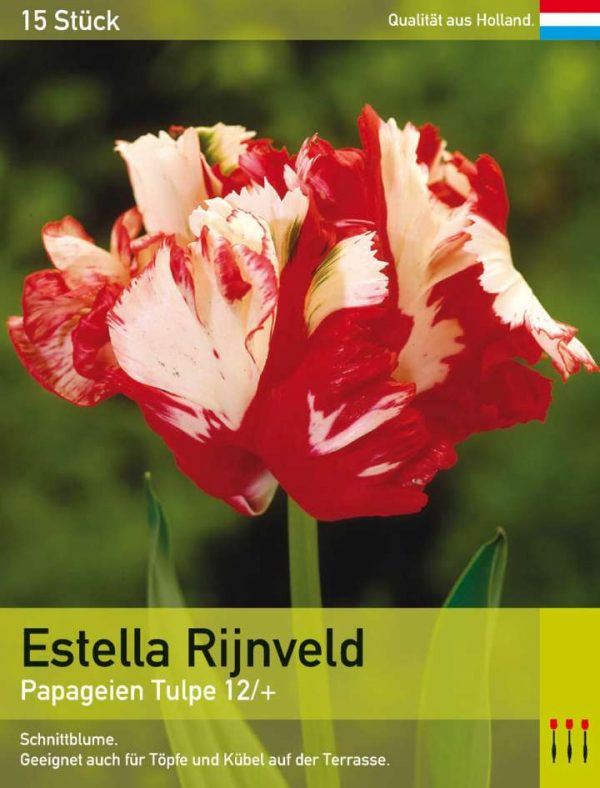 Estella Rijnveld