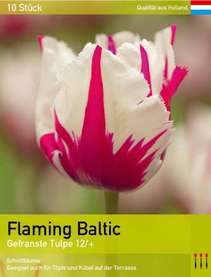 Flaming Baltic