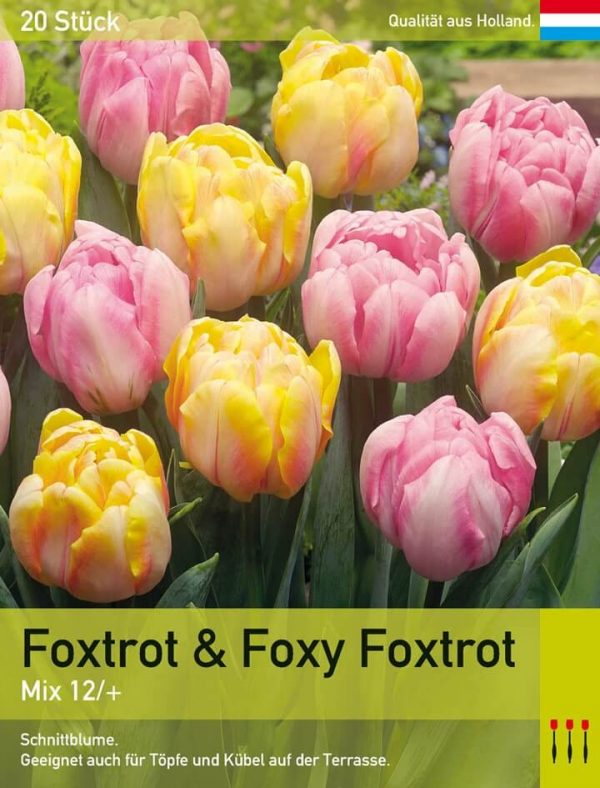 Foxtrot & Foxy Foxtrot