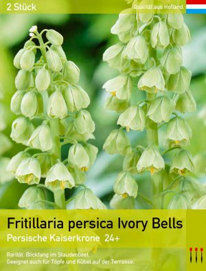 Fritillaria persica Ivory Bells