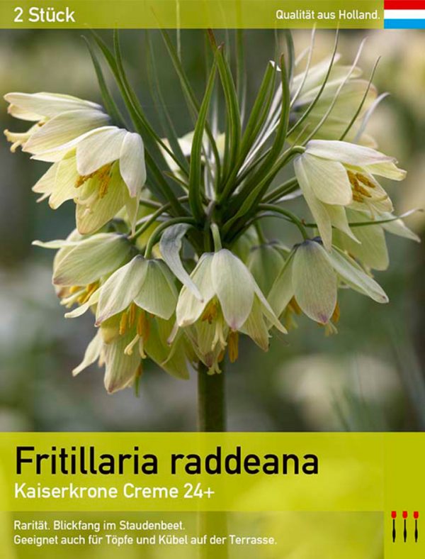 Fritillaria raddeana