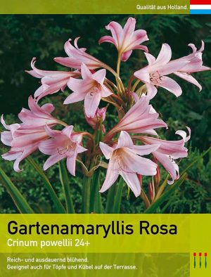 Gartenamaryllis Rosa